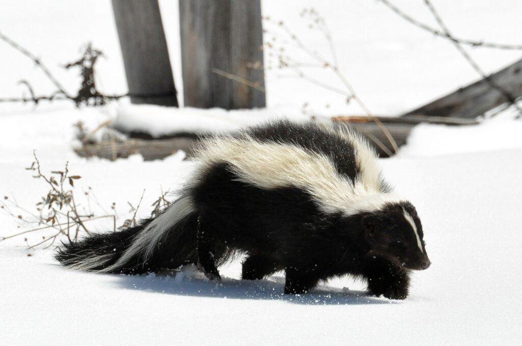 How Far Can a Skunk Spray?